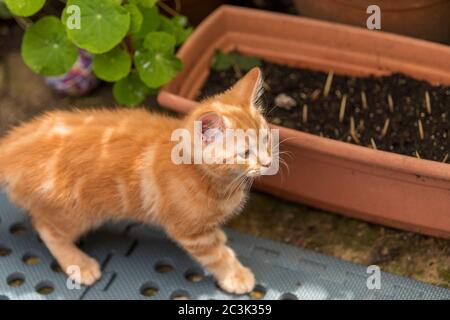 Kleine Ingwer-Kätzchen spielt im Garten Stockfoto