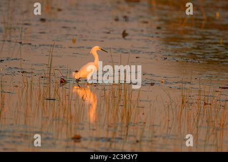 Schneegreiher (Egretta thula) Jagd in einem Sumpf, St. Marks National Wildlife Refuge, Florida, USA Stockfoto