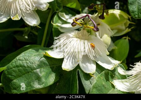 Ladybrid kriecht auf einer Passionsblume in den Butts, Brentford, West London UK. Fotografiert an einem sonnigen Nachmittag an einem heißen Juni-Tag. Stockfoto