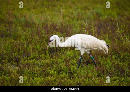 Whooping Kran (Grus americana) im Winter Range, Aransas National Wildlife Refuge, Texas, USA Stockfoto