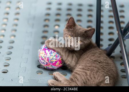 Graue Katze spielt mit einer Garnkugel, die auf dem Bett liegt. Geringer Fokus, unscharfer Hintergrund. Stockfoto