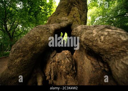 Nahaufnahme der großen Hollow Beech in Hampstead Heath, London, Großbritannien. Blick durch den Stamm Basalhöhle mit einer Person am anderen Ende Stockfoto