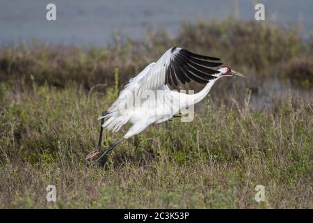 Whooping Kran (Grus Americana) im Flug über Winter Lebensraum, Aransas National Wildlife Refuge, Texas, USA Stockfoto