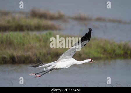 Whooping Kran (Grus Americana) im Flug über Winter Lebensraum, Aransas National Wildlife Refuge, Texas, USA Stockfoto