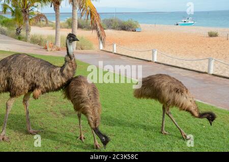 Ein reifer Rüde und zwei junge australische Emus (Dromaius novaehollandia), die auf der Suche nach Nahrung und Wasser bei Monkey Mia an der Nordküste Westaustraliens sind. Stockfoto