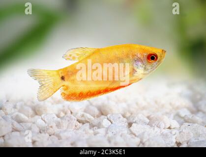 Aquarienfisch Golden Gourami Trichogaster Trichopterus Stockfoto