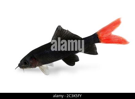 Rotfeuerschwanz Hai Wels Epalzeorhynchos bicolor Aquarium Fische isoliert Stockfoto