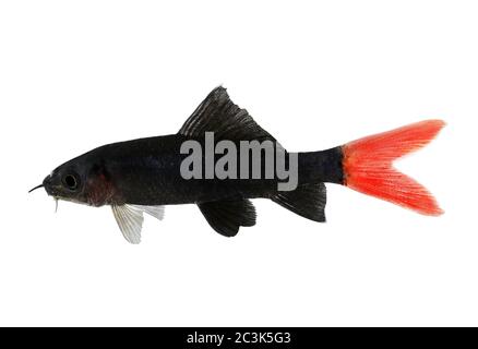 Rotfeuerschwanz Hai Wels Epalzeorhynchos bicolor Aquarium Fische isoliert Stockfoto