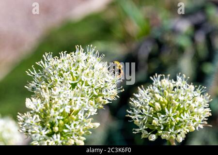 Hummel auf Blume in Steamboat Springs Botanical Gardens. Hochwertige Fotos Stockfoto