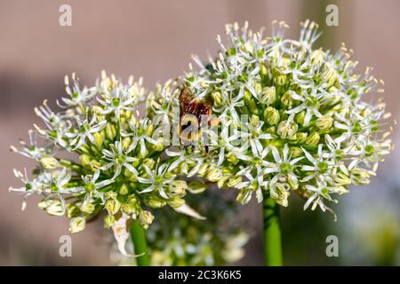 Hummel auf Blume in Steamboat Springs Botanical Gardens. Hochwertige Fotos Stockfoto