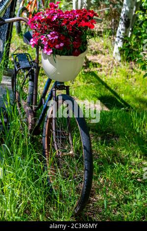 Blumenstrauß im Korb der Frühlingsblumen in einem Korb eines Fahrrads in Steamboat Springs Stockfoto