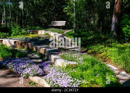 Blühende Blumen in Steamboat Springs Botanischer Garten. Hochwertige Fotos Stockfoto