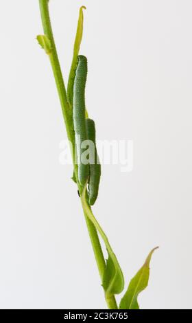 Orange-Spitze Schmetterlingsraupen (Anthocharis cardamine) auf Sweet Rocket (hesperis matronalis) von der Orange-Spitze als Lebensmittelpflanze in britischen Gärten verwendet Stockfoto