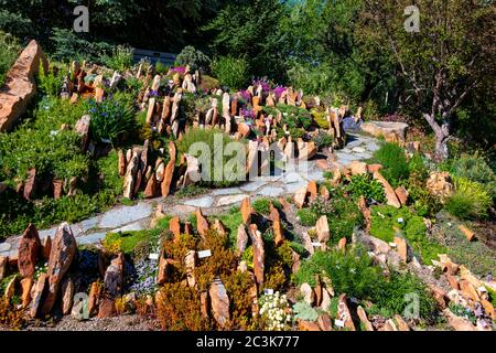 Blühende Blumen in Steamboat Springs Botanischer Garten. Hochwertige Fotos Stockfoto