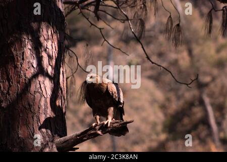 Flacher Fokus auf einen Adler, der darauf wartet, im Himalaya, Uttarakhand, Indien anzugreifen Stockfoto