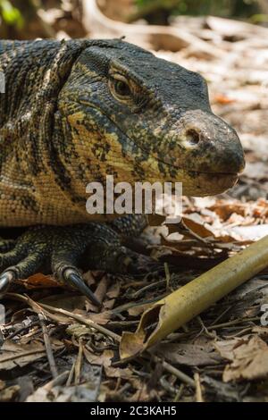 Nahaufnahme Kopf riesige gemeinsame Wasserwache, varanus Salvator Eidechse im Dschungel, Wald, Wald, thailand, Boden voller Blätter Stockfoto