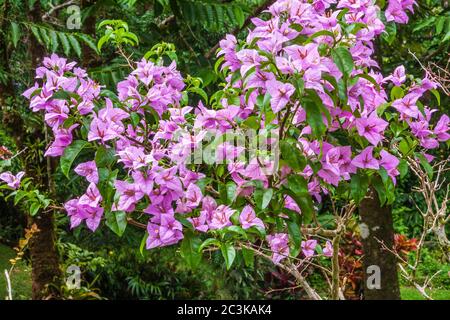 Blühender Bougainvillea Busch, Bougainvillea spectabilis, in den tropischen Gärten der Arenal Observatory Lodge in der Nähe von Fortuna, Costa Rica. Stockfoto