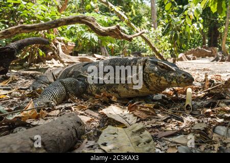 Gemeinsamer enormer Wassermonitor, varanus-Salvator-Eidechse im Dschungel, Wald, Wäldern, thailand, Boden voller Blätter Stockfoto