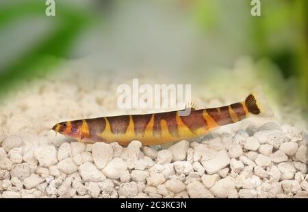 Kuhli Loach Wels Angio kuhlii Süßwasseraquariumfische Stockfoto