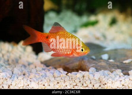 Rosy Barb Rüde Pethia conchonius Süßwasser tropische Aquarienfische Stockfoto