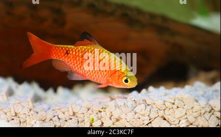 Rosy Barb Rüde Pethia conchonius Süßwasser tropische Aquarienfische Stockfoto