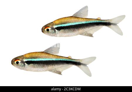 Schwarm Schwarm Schwarzer Neonsalmler Hyphessobrycon herbertaxelrodi Aquarienfische Stockfoto