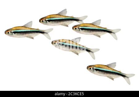 Schwarm Schwarm Schwarzer Neonsalmler Hyphessobrycon herbertaxelrodi Aquarienfische Stockfoto