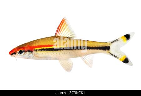 Aquarienfische Denison-Barbe Roseline Shark Sahyadria denisonii Stockfoto