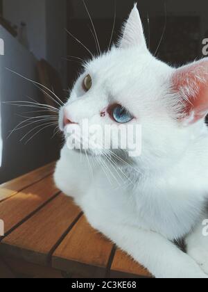 Vertikale Nahaufnahme einer türkischen Van-Katze, die einschaut Eine linke Richtung Stockfoto