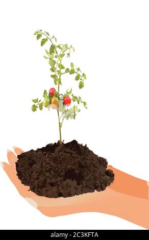 Vertikale Aufnahme von Boden und einem Kirschtomatenbaum Stockfoto