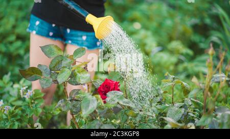 Junge Frau wässern Gemüsegarten aus Gießkanne. Nahaufnahme der Frauen Hände wässern rote Rose. Konzept der Sommer- und Gartenpflege. Stockfoto