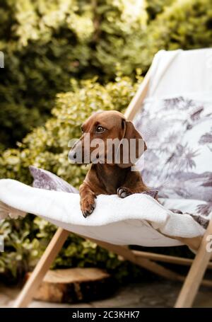Vertikale Aufnahme eines braunen Dachshund-Hundes, der auf einem sitzt Liegestuhl Stockfoto