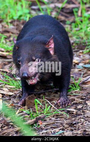 Der starke und feisty Tasmanische Teufel Stockfoto