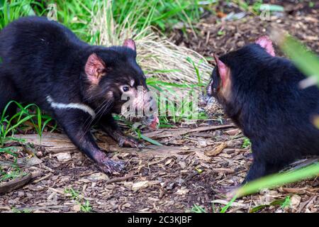 Tasmanian Devil Stand off Stockfoto