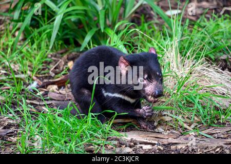 Tasmanian Devil mit ihrem Essen Stockfoto