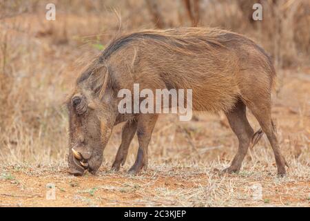 Ein Warzenschwein (Phacochoerus Aethiopicus) Weiden im Kruger National Park, Südafrika. Stockfoto