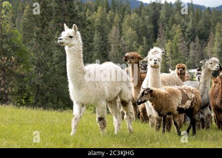 Ein Alpaka führt eine Gruppe anderer Alpaka und Schafe auf der Weide. Stockfoto