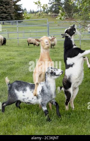 Ziegen stehen auf Hinterbeinen auf, um Blätter eines kleinen Baumes in Nord-Idaho zu essen. Stockfoto