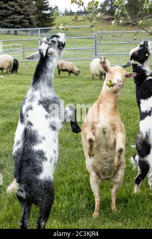 Ziegen stehen auf Hinterbeinen auf, um Blätter eines kleinen Baumes in Nord-Idaho zu essen. Stockfoto