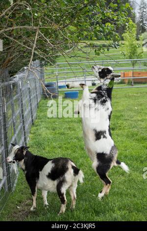 Ziegen stehen auf Hinterbeinen auf, um Blätter eines kleinen Baumes in Nord-Idaho zu essen. Stockfoto