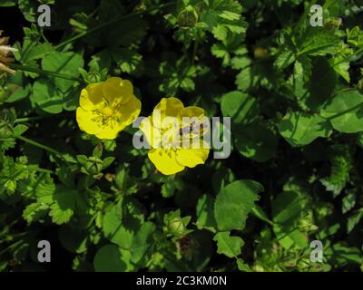 Zwei gelbe Wildblumen im Garten an sonnigen Frühlingstag in Gilan, Iran. Frühlingsblume mit einem Insekt auf grünem Hintergrund. Nahaufnahme der Sumpfkrähenfußflowe Stockfoto