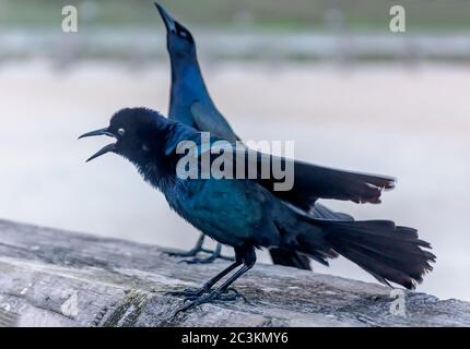 Ein Boot-tailed Grackle ruft in St. Johns County Ocean Pier, 14. April 2015, in St. Augustine, Florida. Stockfoto