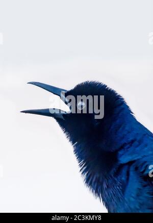 Ein Boot-tailed Grackle ruft in St. Johns County Ocean Pier, 14. April 2015, in St. Augustine, Florida. Stockfoto