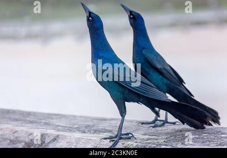 Boot-tailed Grackles Barsch am St. Johns County Ocean Pier, 14. April 2015, in St. Augustine, Florida. Stockfoto