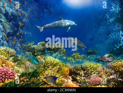 Unterwasserwelt. Korallenfische des Roten Meeres. Ägypten Stockfoto