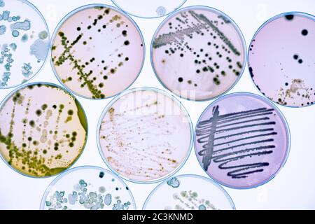 Mischung aus Bakterienkolonien und Pilzen in verschiedenen Petrischalen Stockfoto