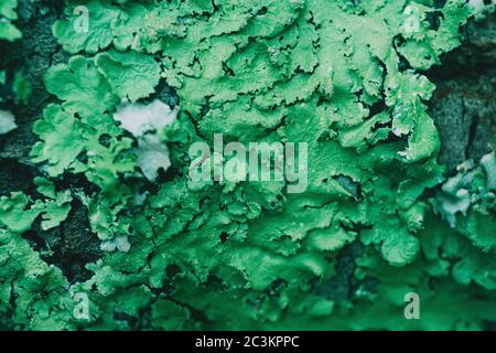 Nahaufnahme einer Flechte, die auf einem umgestürzten Baum wächst Stockfoto