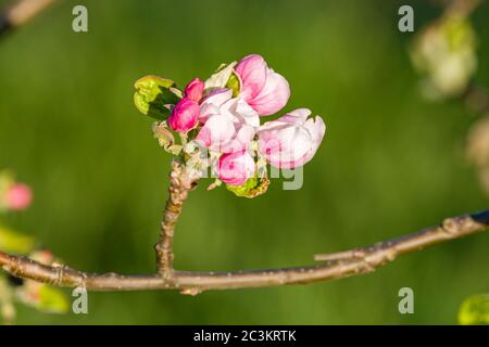 Blühende Blüten eines Apfelbaums Stockfoto