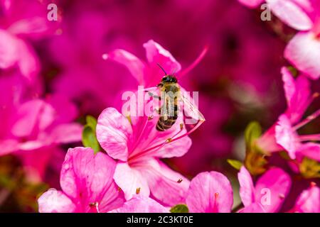 Blühende lila Blüten eines Azaleen (Rhododendron) Busches, eine Krainische Honigbiene (APIs mellifera carnica) sammelt Nektar Stockfoto