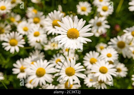Blühende Blüten von Ochsenauge-Gänseblümchen, Ochsenauge-Gänseblümchen, HundeGänseblümchen (Leucanthemum vulgare) Stockfoto